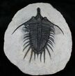 Inch Psychopyge Trilobite - Awesome #4086-8
